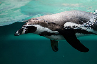Pinguins são nadadores