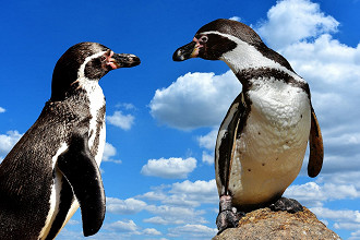Pinguins podem ser homossexuais