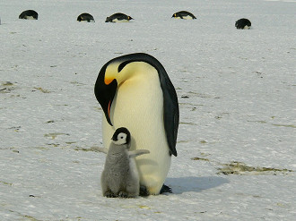 Pinguim com filhote