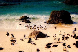 Pinguins na África