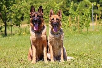 Os pastores alemães são cachorros de grande porte.