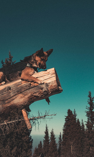 O Pastor Alemão é a terceira raça de cão mais inteligente.