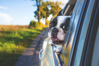 Nunca deixe seu cão dentro do carro sozinho