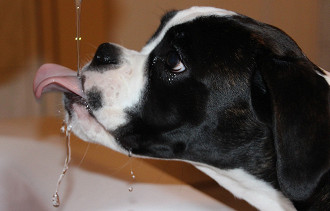 Mantenha seu cão hidratado