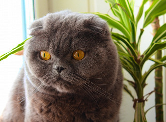 Scottish Fold