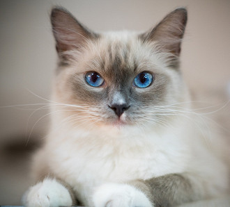 Ragdoll