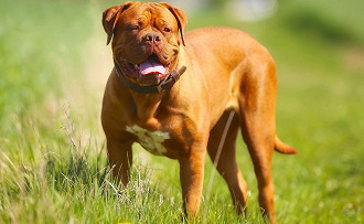 Dogue de Bordeaux