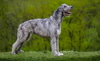 Wolfhound Irlandês