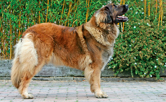 Leonberger Leonberger