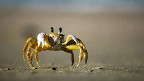 40 curiosidades sobre os caranguejos