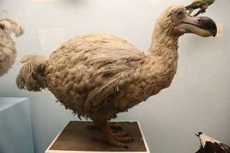 dodo dodo