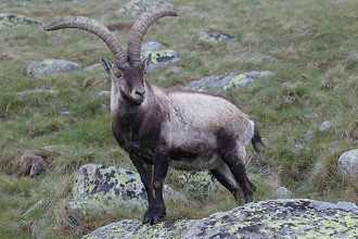 ibex ibex