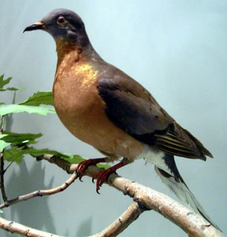 pombo pombo
