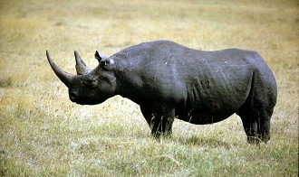 rino rino