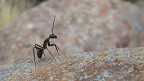 10 Curiosidades incríveis sobre formigas
