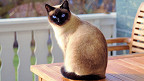 26 fatos sobre o gato siamês