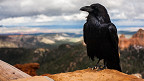 35 curiosidades sobre os corvos