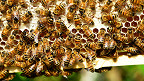 15 curiosidades sobre as abelhas