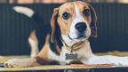 25 fatos sobre o beagle de tirar o fôlego!