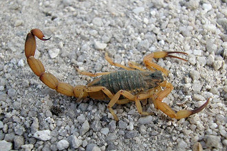 scorpion