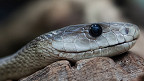 35 fatos surpreendentes sobre as cobras