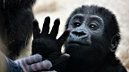 30 fatos interessantes sobre os macacos