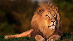 26 fatos interessantes sobre os leões
