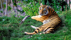 45 curiosidades sobre os tigres