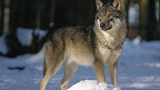 25 curiosidades sobre os lobos