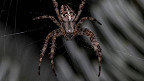 35 fatos sobre aranhas