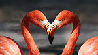 22 fatos surpreendentes sobre os flamingos