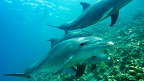 35 fatos sobre os golfinhos