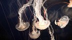 35 curiosidades sobre as águas-vivas