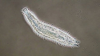 gastrotricha