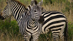 30 fatos sobre um dos animais mais incríveis da África: a Zebra