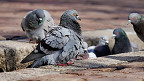25 fatos sobre os pombos