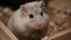 40 fatos únicos sobre os hamsters