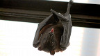 50 curiosidades sobre o morcego