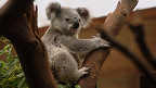 40 fatos sobre os adoráveis coalas