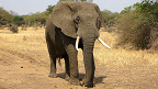 55 curiosidades sobre os elefantes