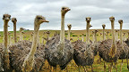 20 curiosidades sobre os avestruzes