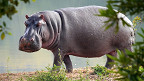 15 curiosidades sobre os hipopótamos