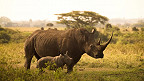 10 curiosidades sobre os rinocerontes