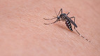 20 curiosidades sobre os mosquitos