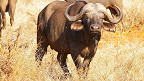 18 curiosidades sobre os búfalos