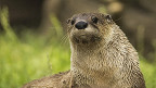 12 curiosidades sobre as lontras de rio