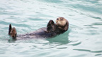 15 curiosidades sobre as lontras marinhas