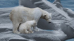 21 curiosidades sobre os ursos polares