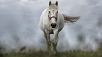 32 fatos sobre cavalos