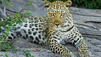24 curiosidades sobre os leopardos